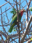 The endangered Abaco Parrot -- we see four!