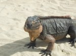 Endangered Exuma Iguana on Bitter Guana Cay