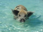 Pigs swim out to greet you to get a carrot on Big Major