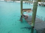 Randy patting the sharks at Compass Cay