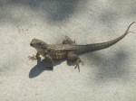 Curly tail lizard in Hopetown who seems to want to get into my grocery bag