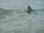 Shark comes right up to the shore where we are walking in the water by the beach. Yikes!