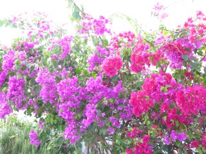 The flowers are blooming all over Spanish Wells. Gorgeous!