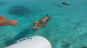 Pigs swimming to greet us and get fed at Big Majors Spot