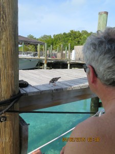 Randy's new pet on the dock at Highbourne Cay Marina