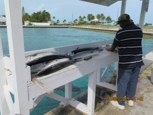Local fisherman cleaning fish at Cape Eleuthra Marina