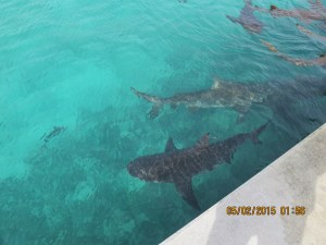 Sharks gather in front of where he is cleaning fish to catch what he throws in. These are bull sharks and not the 'friendly' sharks we've seen at other places