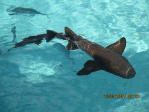 The 'pet' sharks at the Compass Cay Marina