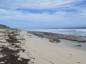The beach at Sea Spray where Lee finds three sea beans -- apparently they travel from South America or Africa and wash up on the beach