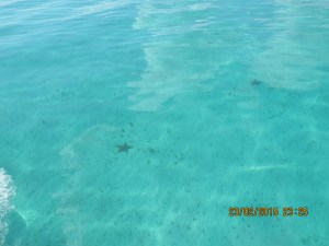 So clear you can see star fish on the bottom