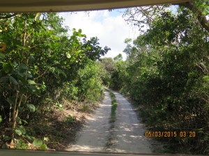 Touring the island -- its like a jungle