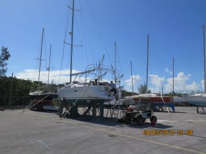 Silver Maple is put to bed