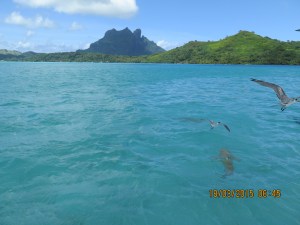 Shark in the water with birds just above-- hills of Bora Bora in the distance