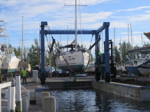 Silver Maple in the sling and ready to go.