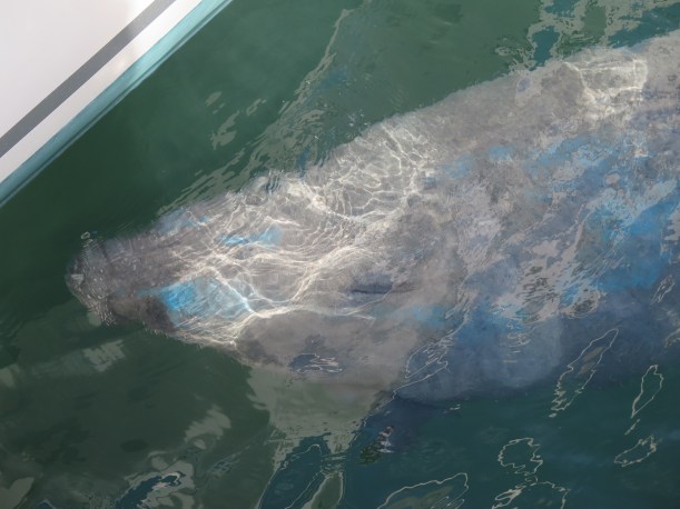 SAILING 2015 Nov 15 to Nov 20 001