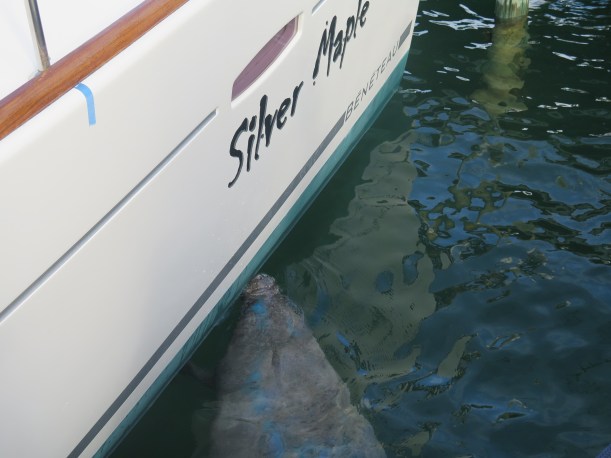 SAILING 2015 Nov 15 to Nov 20 008