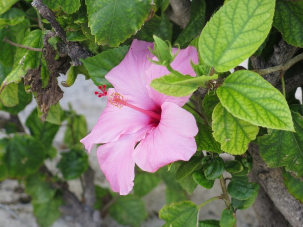 SAILING 2016 Jan 15 to Jan 27 127