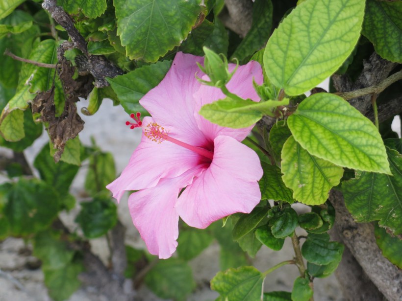 SAILING 2016 Jan 15 to Jan 27 127