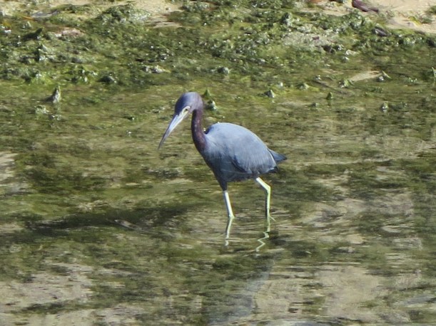 SAILING 2016 Jan 15 to Jan 27 148