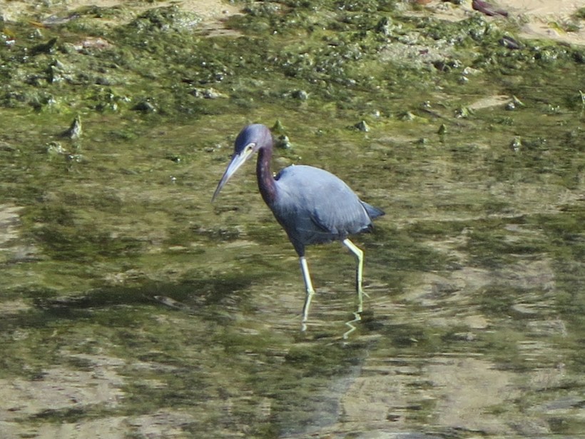 SAILING 2016 Jan 15 to Jan 27 148