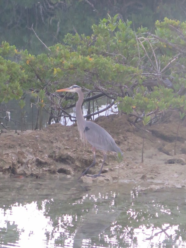 SAILING 2016 Jan 27 to Feb 5 021