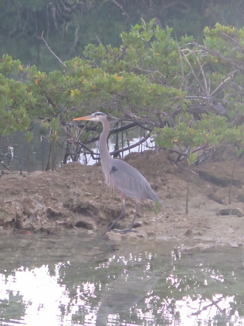 SAILING 2016 Jan 27 to Feb 5 021