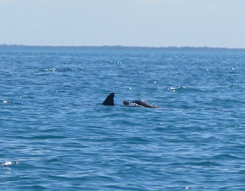 SAILING 2016 Jan 27 to Feb 5 067